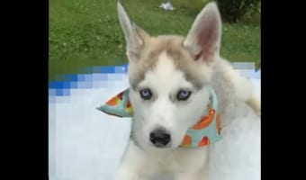 「暑い・・・もうムリ」生まれて初めての猛暑に、ハスキーの子犬は「ある場所」から動けなくなったようです