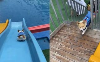「うひょ～～！」滑り台と泳ぐのが大好きなワンコは、最高の遊び場を見付けたようです