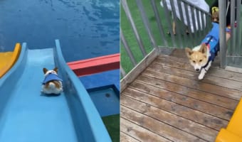 「うひょ～～！」滑り台と泳ぐのが大好きなワンコは、最高の遊び場を見付けたようです