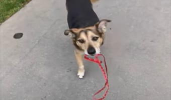「リードを放しちゃダメなんだよ!」わざとリードを手放した飼い主をたしなめるお利口さんなワンコ
