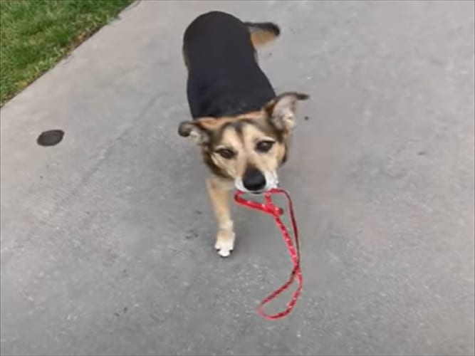 「リードを放しちゃダメなんだよ！」わざとリードを手放した飼い主をたしなめるお利口さんなワンコ