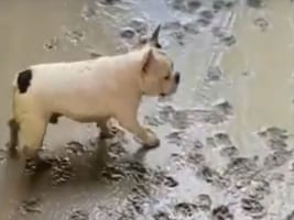 かわいいヤンチャないたずらっ子！コンクリの上を歩くのが楽しいのか、作業のジャマをしてしまうワンコ