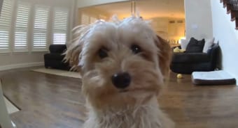 「パパの声がする・・・」カメラに気付いたワンコのとった行動がキュートすぎる！！