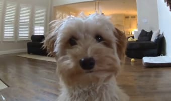 「パパの声がする・・・」カメラに気付いたワンコのとった行動がキュートすぎる!!