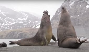 ゾウアザラシの喧嘩がまさに死闘!巨体を誇るがゆえに息をのむ迫力が!