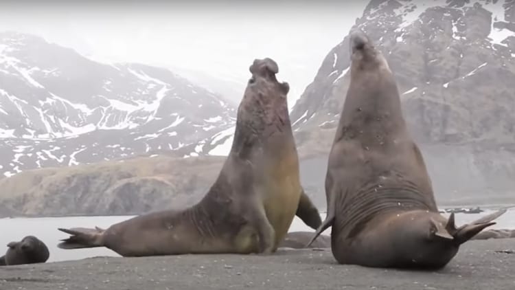 ゾウアザラシの喧嘩がまさに死闘！巨体を誇るがゆえに息をのむ迫力が！