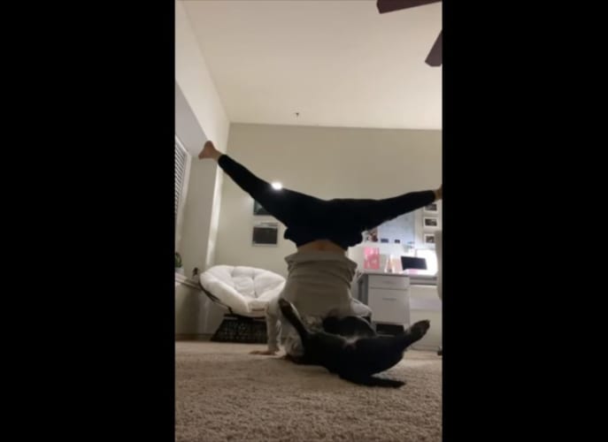 飼い主さんと息がぴったり！？見よう見まねでヨガに挑戦するワンコの姿がかわいらしい