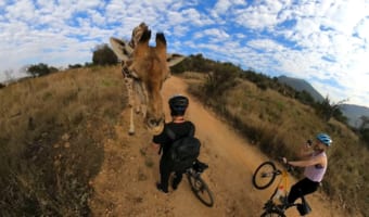 サイクリング中にキリンと遭遇!?キリンが迫る姿が息を飲む壮大な映像でスゴい