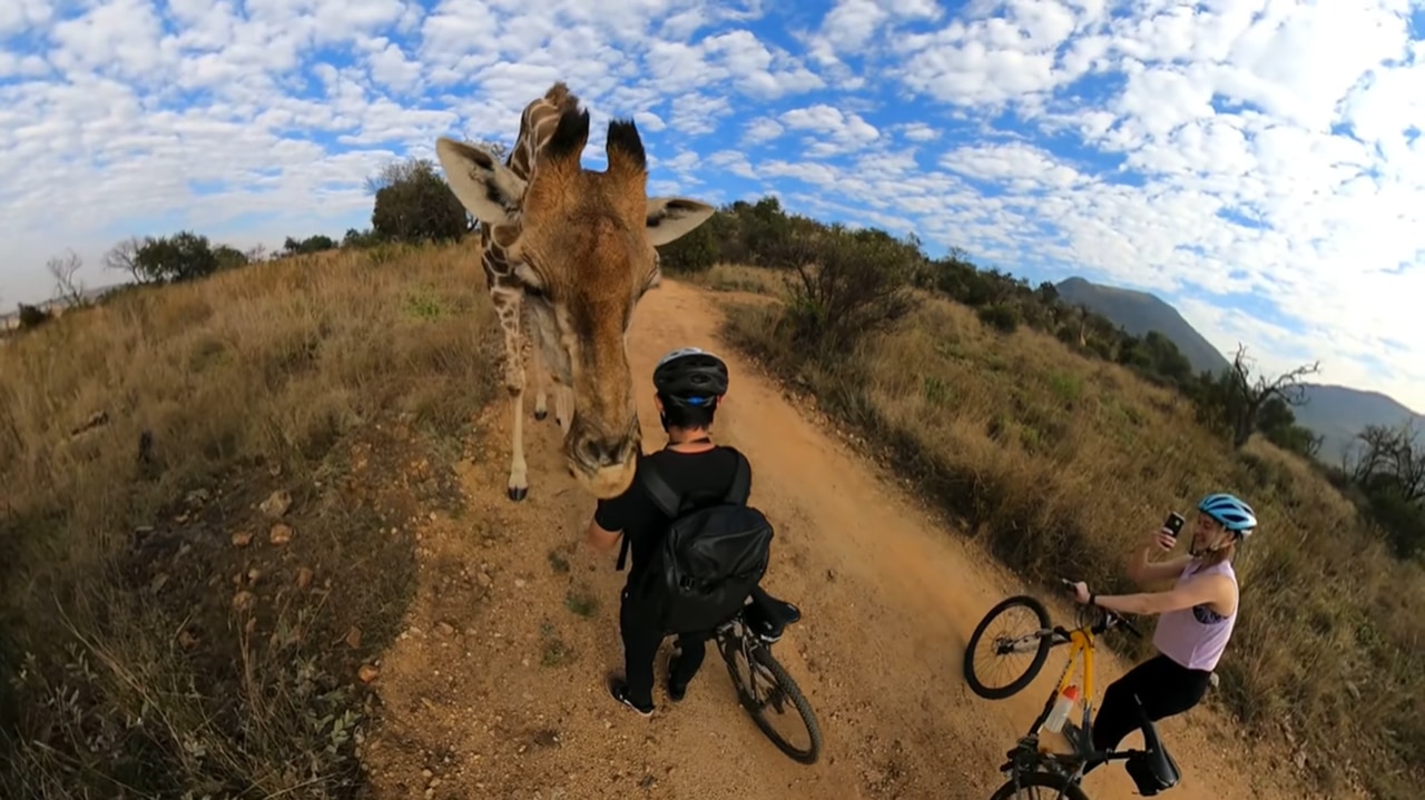 サイクリング中にキリンと遭遇！？キリンが迫る姿が息を飲む壮大な映像でスゴい