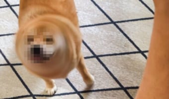 「かつてはワシも柴犬だった者じゃよ」『柴ドリル』が炸裂した瞬間があの動物に似ている(笑)