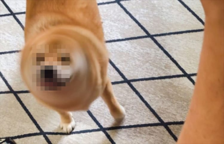 「かつてはワシも柴犬だった者じゃよ」『柴ドリル』が炸裂した瞬間があの動物に似ている(笑)