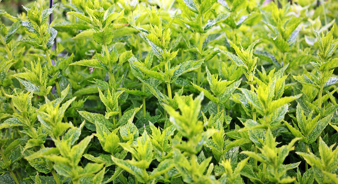 清涼感のある植物の「ハッカ」と「ミント」には違いはある？