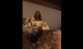 「たすけて・・・」キャットタワーから降りられなくなったニャンコ、その表情が正に『絶望』に打ちひしがれている