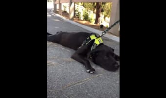 「遊び足りないワン！」ドッグランを離れたくないワンコ、徹底抗戦の構えを見せる