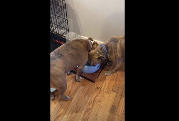 見事な連携プレー！ワンコたちが交互に水を飲むリズミカルな動きがいつまでも見ていられる