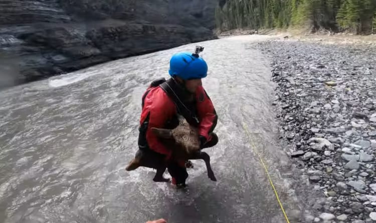 急流に転落したヘラジカの赤ちゃん・・・命がけの救出活動で一命をとりとめる！