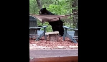 ハンモックで横になりたいクマの親子。しかし、なかなかうまく乗れずてんやわんや!!