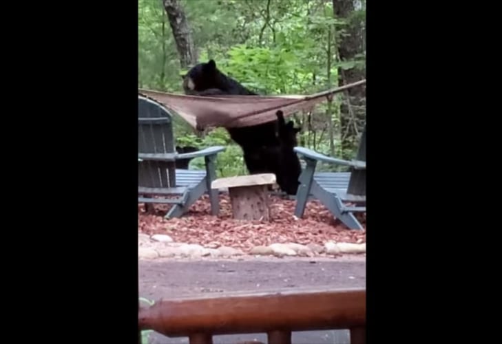 ハンモックで横になりたいクマの親子。しかし、なかなかうまく乗れずてんやわんや！！