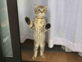 【ビフォーアフター面白画像】窓際に佇む子猫。この1年後･･･大きくなった上に子分ができた(笑)