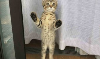 【ビフォーアフター面白画像】窓際に佇む子猫。この1年後･･･大きくなった上に子分ができた(笑)