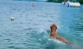 一体どこで覚えたの？！イルカのようなジャンプをして泳ぐワンコ！