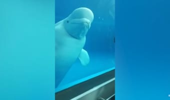 賢すぎる！ガラス越しに人間をおちょくって遊ぶシロイルカがスゴイ！