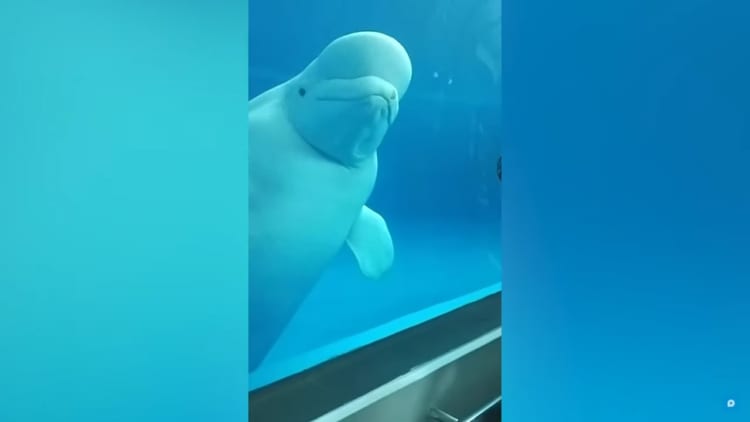 賢すぎる！ガラス越しに人間をおちょくって遊ぶシロイルカがスゴイ！