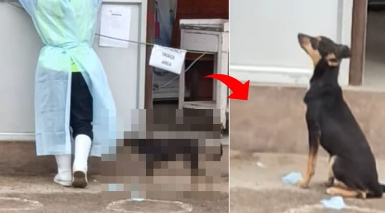 女性に気付いて欲しいワンコ、振り向いてもらえるまでの間に足元で大きなイタズラをしていたようです