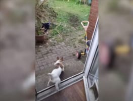 【まるでコント】近所のニャンコを追い払おうと、もの凄い勢いで突撃するワンコ。しかし反撃されて即撤退！