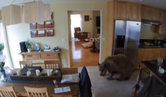 家の中まで侵入してきたのは巨大クマ！？果敢にも立ち向かい撃退したワンコたちの勇姿をご覧ください