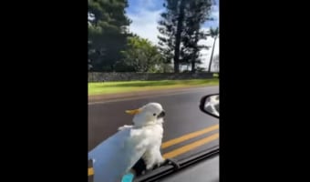 ウィンドサーフィン気分？ 車の窓枠で風を切るオウムの姿をご覧ください