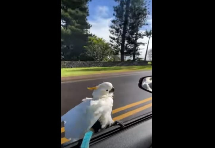 ウィンドサーフィン気分？ 車の窓枠で風を切るオウムの姿をご覧ください