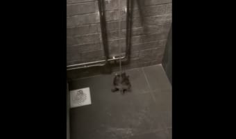 シャワーを浴びるカメさん、その姿がまるでノリノリでダンスをしているよう