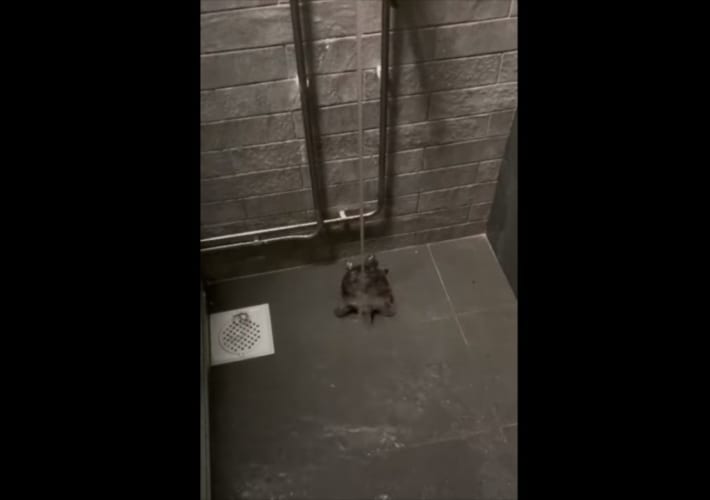 シャワーを浴びるカメさん、その姿がまるでノリノリでダンスをしているよう