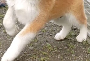 【奇跡の一枚】元気いっぱい！2匹の秋田犬が躍動感があふれに溢れすぎている！！