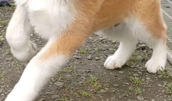 【奇跡の一枚】元気いっぱい！2匹の秋田犬が躍動感があふれに溢れすぎている！！