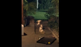 子犬がケージから脱出を試みるも連続で失敗。これは無理かな・・・と思いきや、不屈の精神を見せる!!