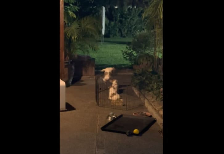 子犬がケージから脱出を試みるも連続で失敗。これは無理かな・・・と思いきや、不屈の精神を見せる！！