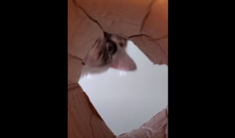 「おやつ入ってないかニャ～～」おやつが隠されていると思って箱に頭を突っ込んだニャンコ。凄まじい形相になっていた模様