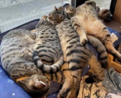 冷感マットを気に入ってくれたけど・・・それは逆に暑いんじゃないかな？！となる光景が話題に