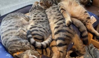 冷感マットを気に入ってくれたけど・・・それは逆に暑いんじゃないかな？！となる光景が話題に