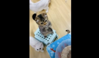 【キュン死確定】早く食べたいニャン!ごはんをおねだりするニャンコのポーズがかわいすぎる!