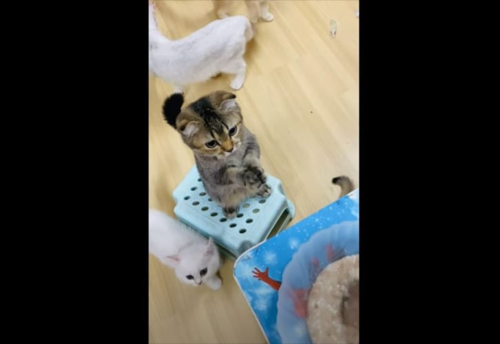 【キュン死確定】早く食べたいニャン！ごはんをおねだりするニャンコのポーズがかわいすぎる！