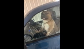 「早く乗るんだワン！」クラクションを鳴らし、まるでドライバーのように振る舞うワンコ