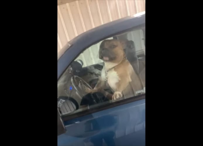 「早く乗るんだワン！」クラクションを鳴らし、まるでドライバーのように振る舞うワンコ