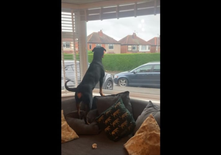 見ているこちらまでほほえましい気持ちに♪大好きな祖父母がやって来てワンコの興奮が最高潮に！！