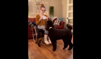 ボードの文字を読めてるの?ボードの指示通りの行動をする賢いワンコ!