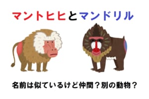 「マントヒヒ」と「マンドリル」名前は似通っているけど・・・違いはたくさん！