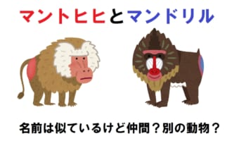 「マントヒヒ」と「マンドリル」名前は似通っているけど・・・違いはたくさん!
