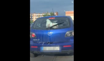 前方の車に乗っていたワンコ、フフっとなる全力パフォーマンスを披露!